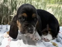 Pirate, a male Basset Hound for sale in Winchester, OH – Photo 5 of 10