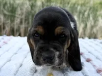 Pirate, a male Basset Hound for sale in Winchester, OH – Photo 4 of 10