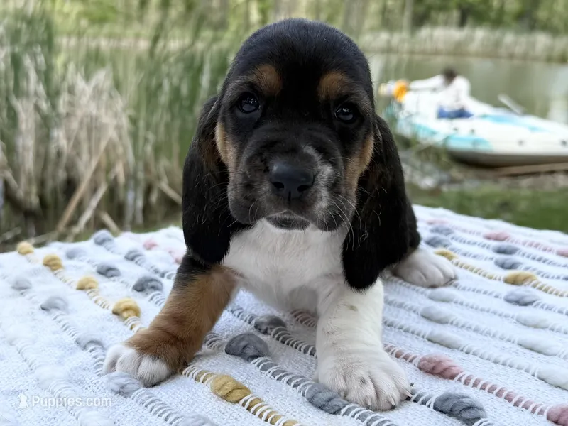 Pirate – Basset Hound puppy for sale in Winchester, OH