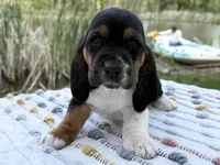 Pirate, a male Basset Hound for sale in Winchester, OH – Photo 1 of 10