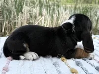 Pirate, a male Basset Hound for sale in Winchester, OH – Photo 8 of 10