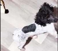 Rocky-AKC, a male Poodle - Toy  for sale in Winchester, OH – 2 of 6