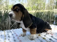 Bloom, a female Basset Hound for sale in Winchester, OH – 10 of 10