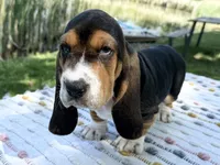 Bloom, a female Basset Hound for sale in Winchester, OH – 8 of 10
