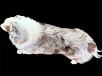 Apache, a male Australian Shepherd for sale in Winchester, OH – 3 of 5