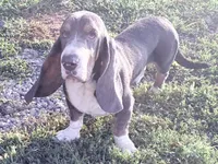 Luke-AKC, a male Basset Hound for sale in Winchester, OH – 4 of 10