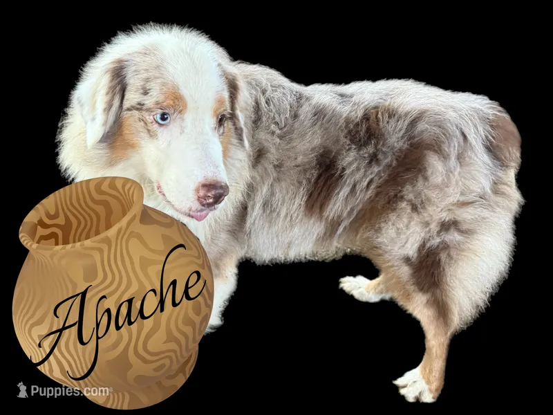 Apache – Australian Shepherd puppy for sale in Winchester, OH