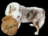 Apache, a male Australian Shepherd for sale in Winchester, OH – 1 of 5