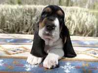 Summer, a female Basset Hound for sale in Winchester, OH – 4 of 10