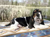 Summer, a female Basset Hound for sale in Winchester, OH – 3 of 10