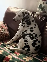 Jolly, a female Dalmatian for sale in Winchester, OH – 3 of 9