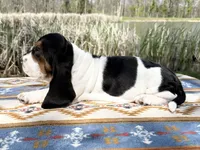 Summer, a female Basset Hound for sale in Winchester, OH – 6 of 10