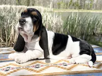 Summer, a female Basset Hound for sale in Winchester, OH – 5 of 10