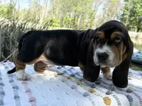 Bloom, a female Basset Hound for sale in Winchester, OH – 3 of 10