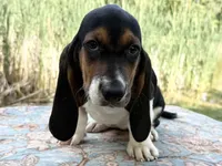 Skipper, a female Basset Hound for sale in Winchester, OH – 8 of 10