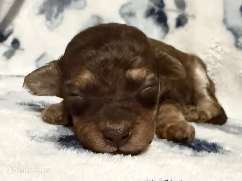 Teddy – Poodle - Toy  puppy for sale in Winchester, OH