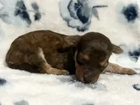 Teddy, a male Poodle - Toy  for sale in Winchester, OH – 4 of 8