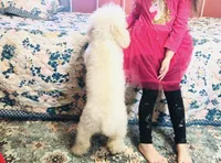 Prada, a female Poodle - Toy  for sale in Winchester, OH – 5 of 6