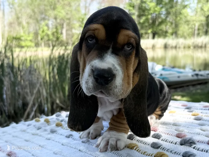 Bloom – Basset Hound puppy for sale in Winchester, OH