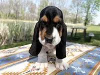 Summer, a female Basset Hound for sale in Winchester, OH – 9 of 10