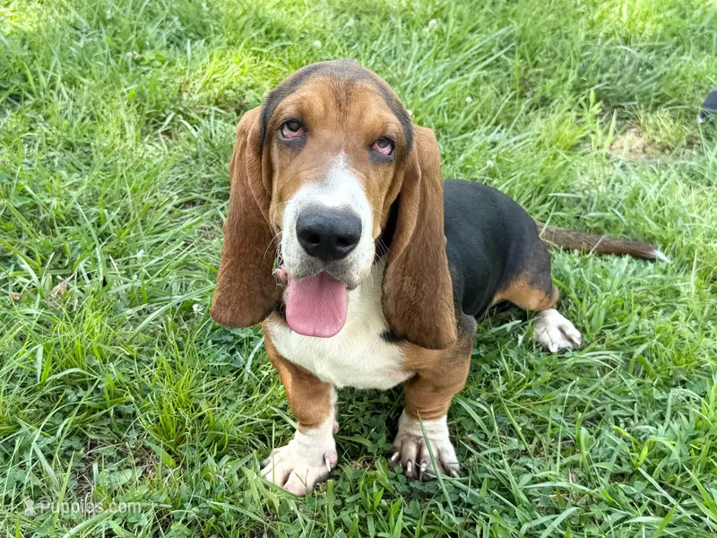 Bloom – Basset Hound puppy for sale in Winchester, OH