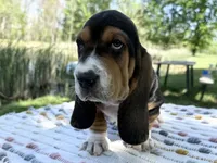 Bloom, a female Basset Hound for sale in Winchester, OH – 7 of 10