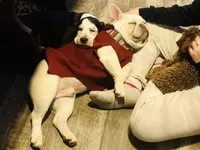 Hugh , a male French Bulldog for sale in Winchester, OH – 2 of 2