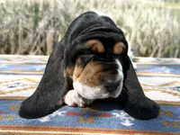Summer, a female Basset Hound for sale in Winchester, OH – 7 of 10