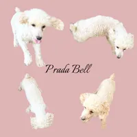 Prada-Pending pick up, a female Poodle - Toy  for sale in Winchester, OH – 7 of 7