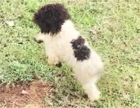 Rocky-AKC, a male Poodle - Toy  for sale in Winchester, OH – 6 of 6