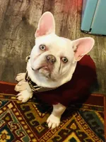 Hugh , a male French Bulldog for sale in Winchester, OH – 1 of 2