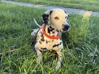 Jolly-Pending pick up, a female Dalmatian for sale in Winchester, OH – 8 of 10