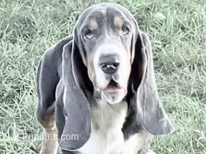 Luke-AKC – Basset Hound puppy for sale in Winchester, OH