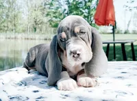 Luke-AKC, a male Basset Hound for sale in Winchester, OH – 5 of 10