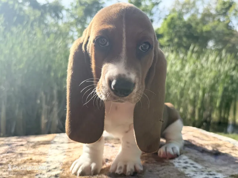 Blossom  – Basset Hound puppy for sale in Winchester, OH