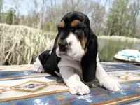 Summer, a female Basset Hound for sale in Winchester, OH – 10 of 10