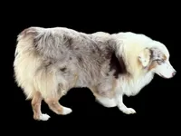 Apache, a male Australian Shepherd for sale in Winchester, OH – 2 of 5