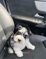 Capri & Aurora , a female Miniature Schnauzer for sale in Houston, TX – 4 of 6