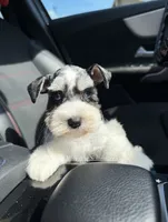 Capri & Aurora , a female Miniature Schnauzer for sale in Houston, TX – 5 of 6
