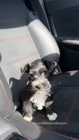 Capri & Aurora , a female Miniature Schnauzer for sale in Houston, TX – 3 of 6