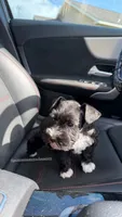 Capri & Aurora , a female Miniature Schnauzer for sale in Houston, TX – 2 of 6