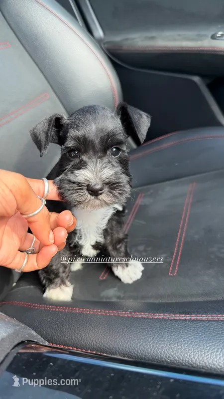 Capri & Aurora  – Miniature Schnauzer puppy for sale in Houston, TX