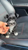 Capri & Aurora , a female Miniature Schnauzer for sale in Houston, TX – 1 of 6