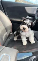 Capri & Aurora , a female Miniature Schnauzer for sale in Houston, TX – 6 of 6