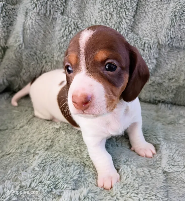 Tommy – Miniature Dachshund puppy for sale in Millsboro, DE
