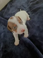 Teddy Bear, a male Miniature Dachshund for sale in Millsboro, DE – 3 of 3