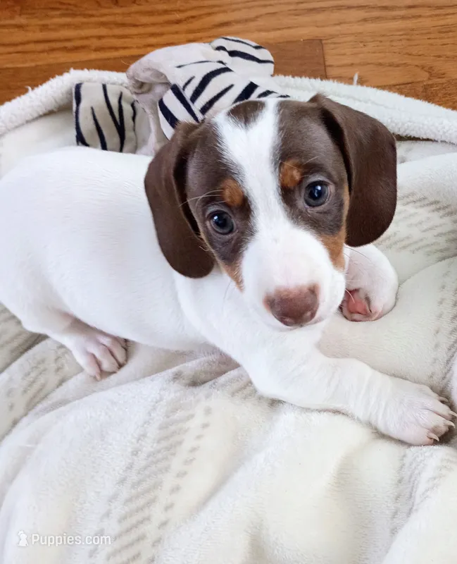 Teddy Bear – Miniature Dachshund puppy for sale in Millsboro, DE