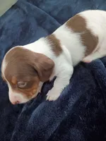 Tommy, a male Miniature Dachshund for sale in Millsboro, DE – 3 of 3