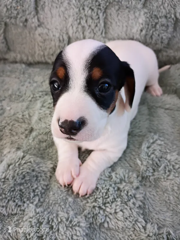 Tank – Miniature Dachshund puppy for sale in Millsboro, DE