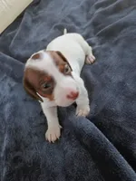 Tommy, a male Miniature Dachshund for sale in Millsboro, DE – 2 of 3